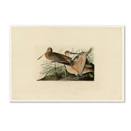 Audubon 'Great Marbled Godwitplate 238' Canvas Art,22x32
